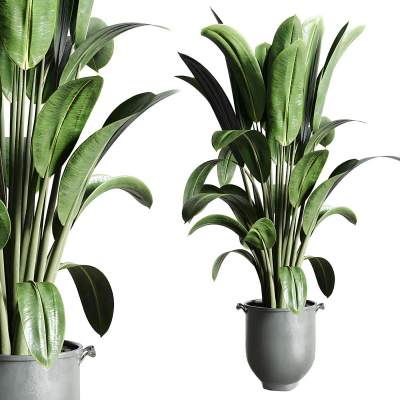 混凝土泥花瓶的榕树橡胶植物